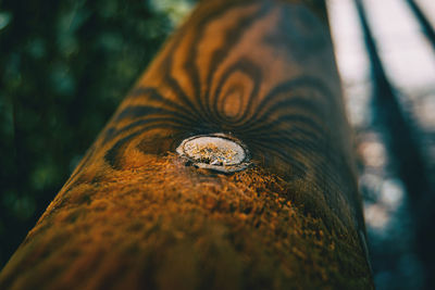 Close-up of lizard on tree trunk