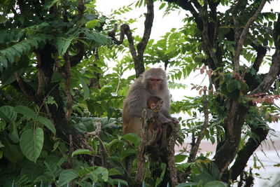 Low angle view of monkey on tree