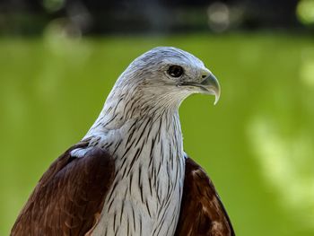 Close-up of bird