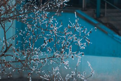 Close-up of frozen plant by swimming pool during winter