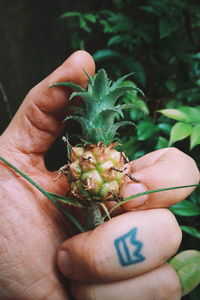 Cropped image of person holding small pineapple