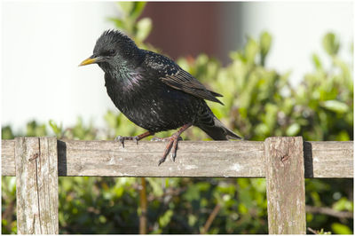 Close-up of bird perching on wooden post