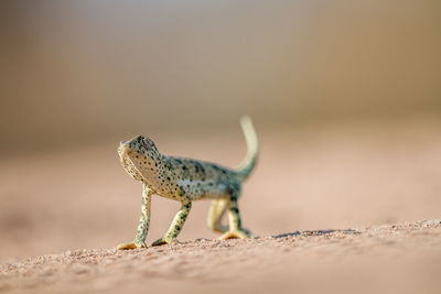 Close-up of lizard on street