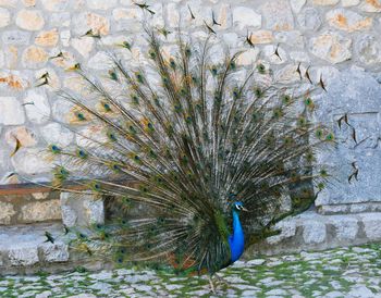 Peacock on stone wall