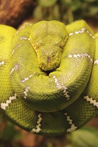 Close-up of lizard