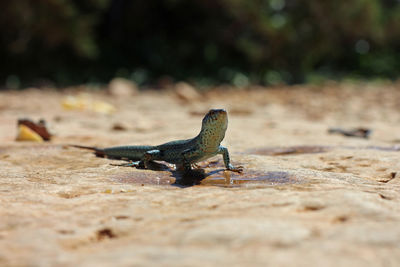 Close-up of grasshopper on a land