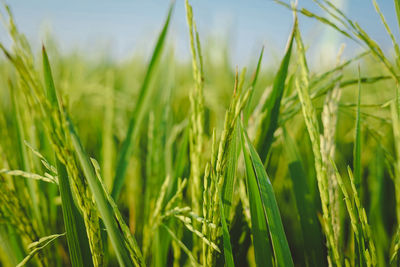 Close-up of wheat growing on field