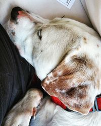 High angle view of dog sleeping