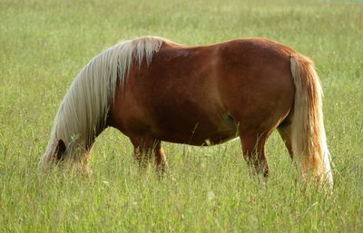 Side view of horse grazing on field