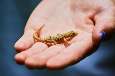 Close-up of hand holding small