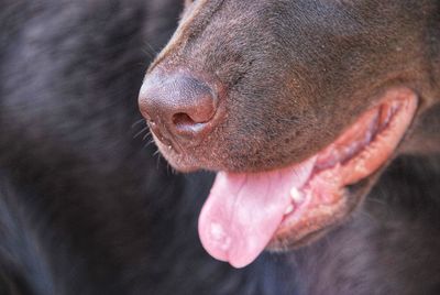 Close-up of a horse