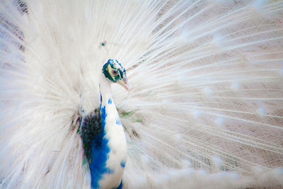 Close-up of peacock