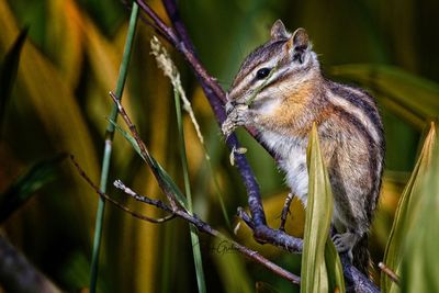 Close-up of squirrel eating plant