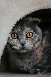 Close-up portrait of cat