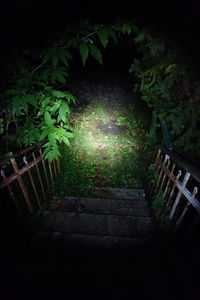 Footpath amidst trees at night