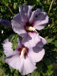 Close-up of purple flowers blooming outdoors