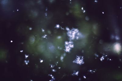 Close-up of plant against blurred background