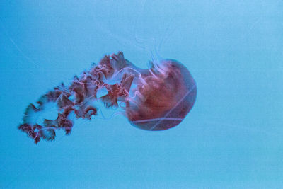 Close-up of jellyfish swimming in sea