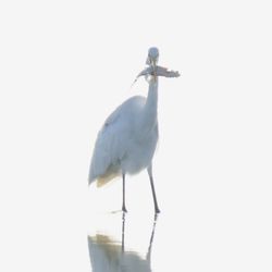 Low angle view of heron perching