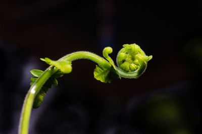 Close-up of green leaf