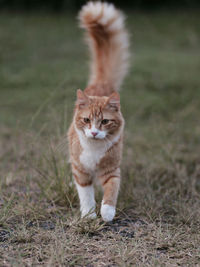 Portrait of cat standing on field