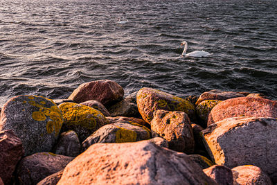 View of birds on rocks at beach