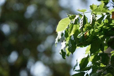 Close-up of fresh green leaves on tree