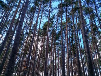 Low angle view of bamboo trees in forest
