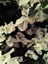 High angle view of white flowering plants