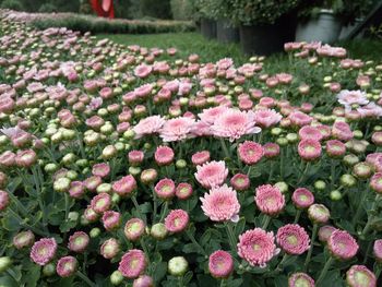 Close-up of fresh pink flowers blooming in garden