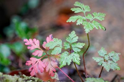 Close-up of pink flowers growing on plant