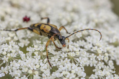 Extreme close-up of bee on flower