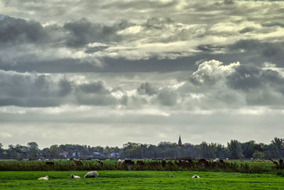 View of sheep grazing in field