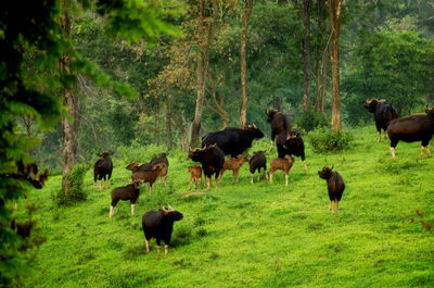 Horses grazing in a field