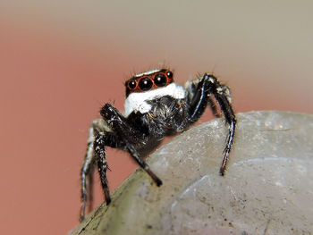 Close-up of spider