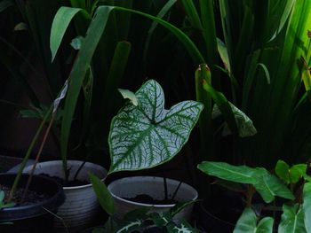 Close-up of green leaves on plant