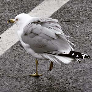 Close-up of bird perching on floor