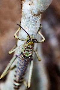 Close-up of insect