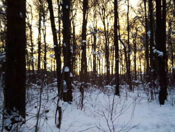 Trees in forest during winter