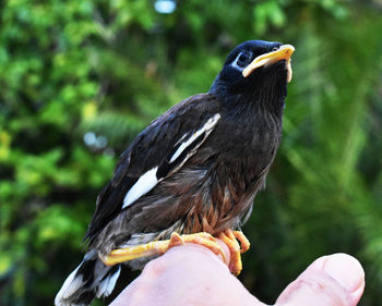 Close-up of bird perching on hand