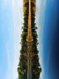 Trees on field against sky