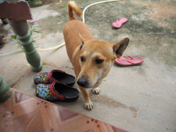 High angle view of stray dog by steps