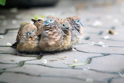 Close-up of birds eating