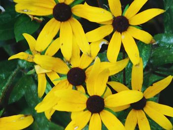 Close-up of yellow flower