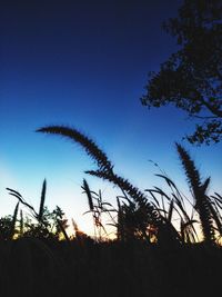 Low angle view of silhouette trees against clear sky