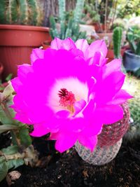 Close-up of pink flowering plant on field
