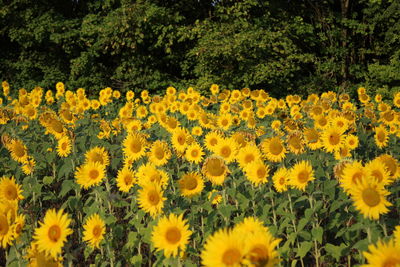 Yellow flowering plants on field