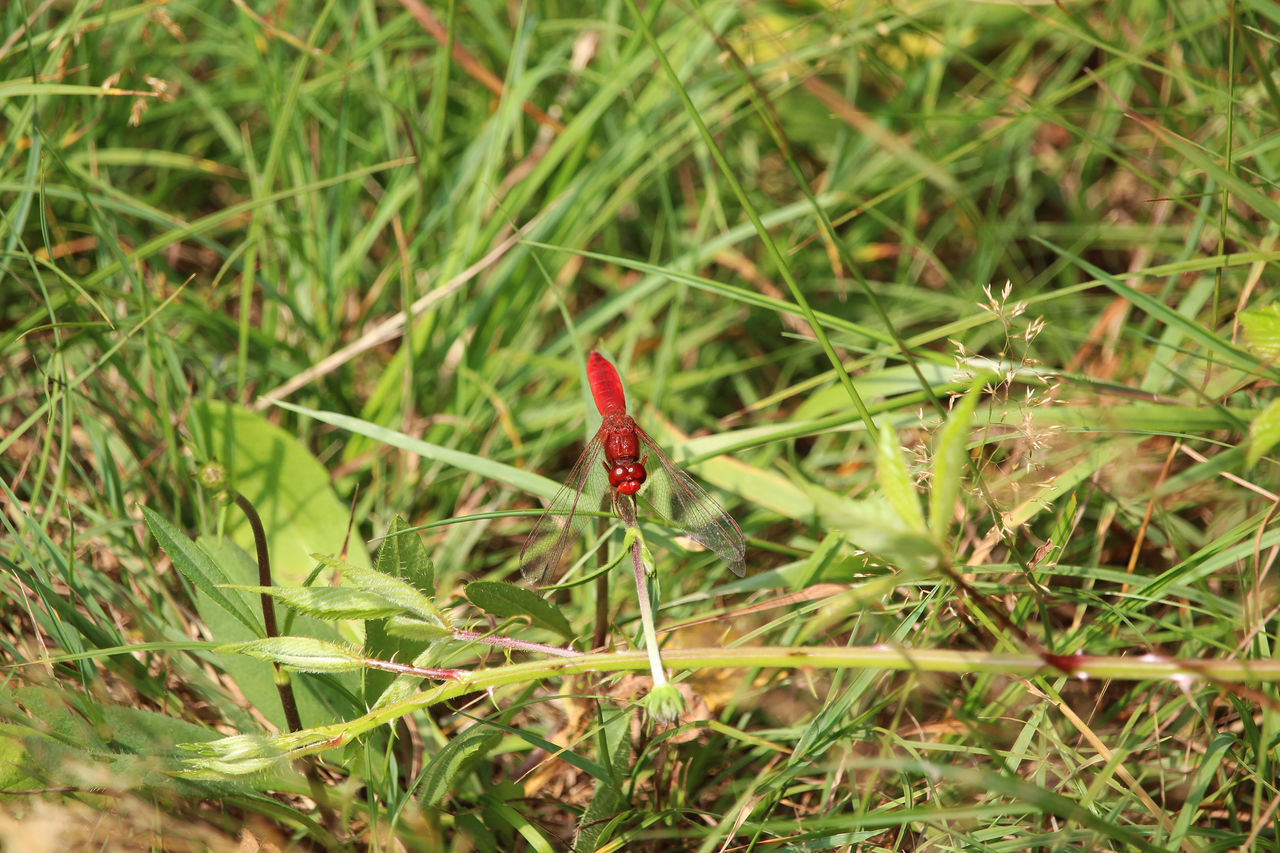 plant, grass, green, nature, lawn, animal themes, animal, day, one animal, land, animal wildlife, growth, flower, wildlife, field, leaf, no people, beauty in nature, close-up, outdoors, focus on foreground, insect, high angle view, red, meadow