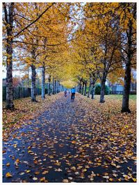 Fallen leaves on road in park during autumn