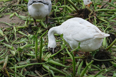 Close-up of duck on field